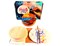 Fall Paint Kit - Autumn Pond Tabletop Trinket Box Painting Kit & Video Lesson, DIY Craft, Beginner Painting, Paint At Home